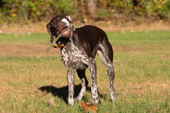 Fitz| Male| 2 years 6 months Old