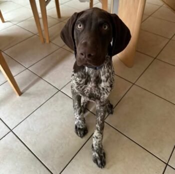 Gunner | Male | 13 Weeks Old