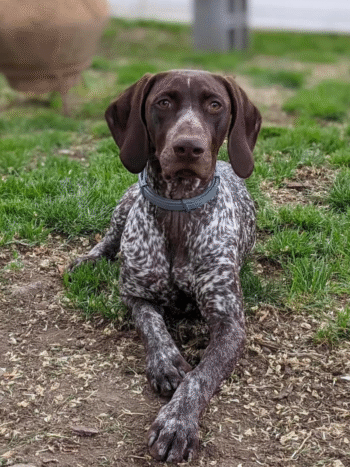 Nova | Female | 3years 2months Old