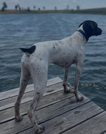 Penny | Female | 1yr 3months old