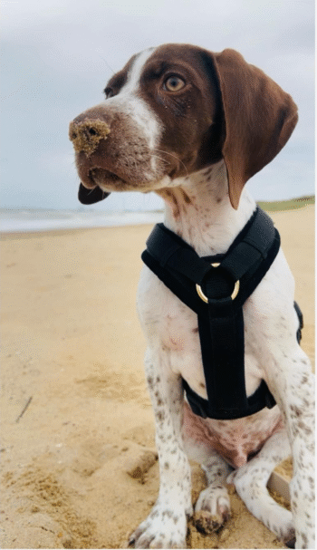 Ralph | Male | 14 weeks Old