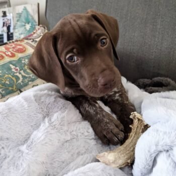 Jake | Male | 10 weeks Old