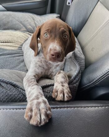 Mabel  | Female | 12 weeks Old