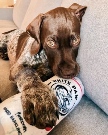 Pancake | Male| 13 Weeks old