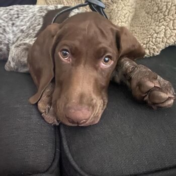 Available for adoption