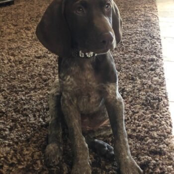Stoeger | Male | 13 weeks Old