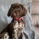 Ada | Female | 12 weeks Old