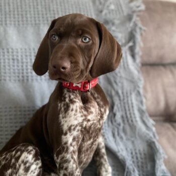 Ada | Female | 12 weeks Old